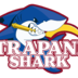 特拉帕尼鲨鱼